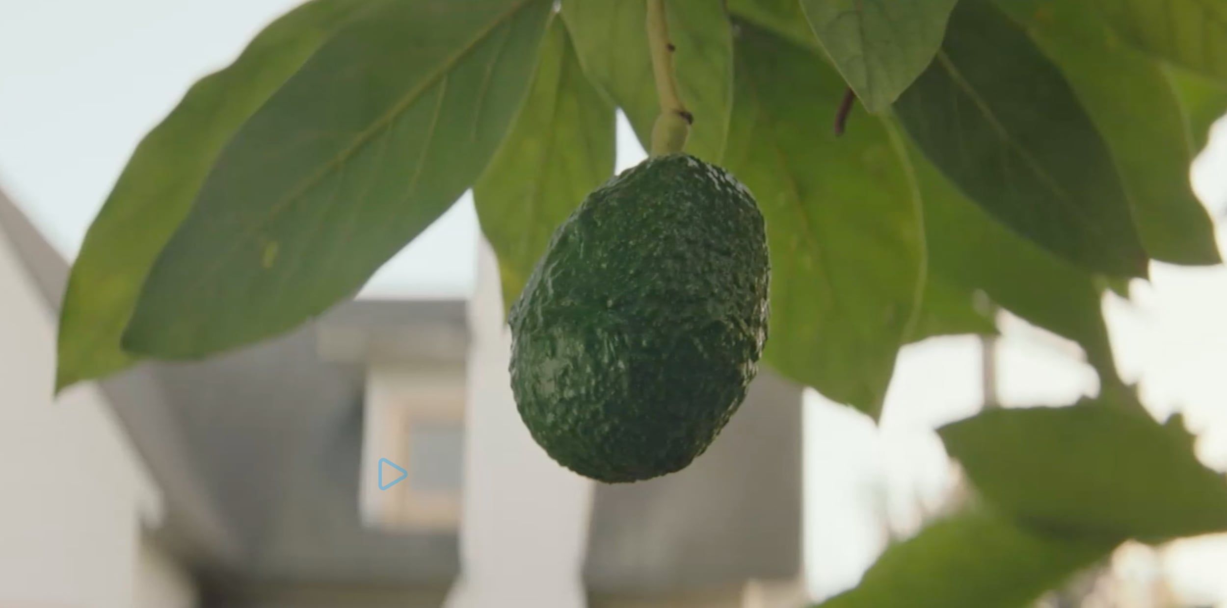 The Abbotts thumbnail